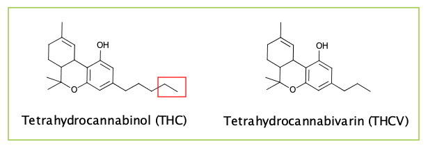 THCV and THC: what's the difference?